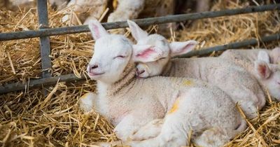 Farm parks near Glasgow where kids can meet, feed and cuddle new born lambs this Easter