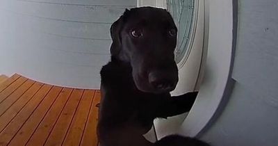 Impatient dog rings doorbell as she's fed up of waiting for owners to let her in