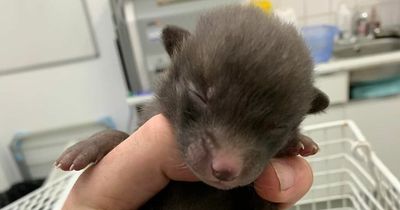 Six starving fox cubs rescued from under portacabin after mum killed on road accident