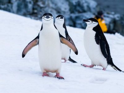Pudgy Penguins Founders Sell Control: How New Leadership Is Boosting The Floor Price