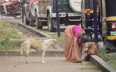 Corpn helpless as stray dogs rule city streets