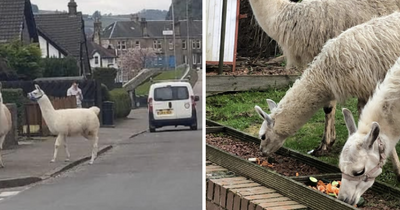 Scots llama owner's rescue drama after beasts run free through the streets of Dumbarton