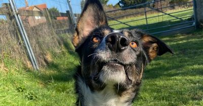 Unwanted dog spends 300 days in kennels after being returned for second time