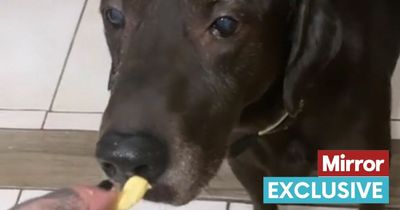 Dying dog with cancer spends final day on earth eating his favourite human foods