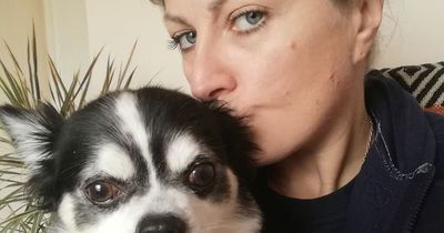 Edinburgh dog owner has to sell belongings to pay for vet bill after insect bite