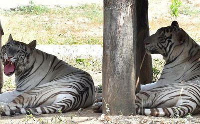 Vandalur zoo gets ready to beat the summer heat