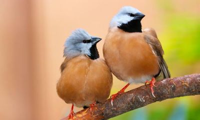 Conservationists accuse Adani of ‘sidelining’ experts on endangered black-throated finch