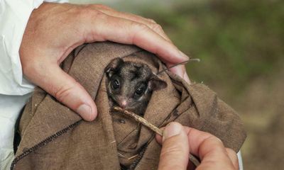 ‘We can’t afford to get this wrong’: relocating Leadbeater’s possums is risky – but it’s their only chance