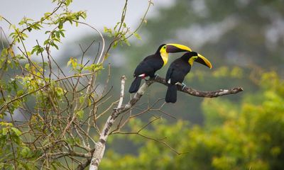 Bird populations in Panama rainforest in severe decline, study finds