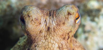 The hidden world of octopus cities and culture shows why it’s wrong to farm them