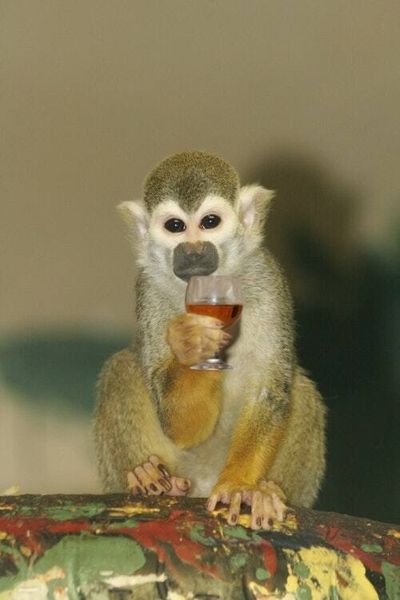 These buzzed monkeys could help explain why we love drinking