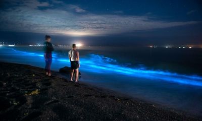 ‘Aurora of the sea’: luminous plankton light up New Zealand shores