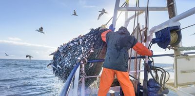 Dolphins, turtles and birds don’t have to die in fishing gear – skilled fishers can avoid it
