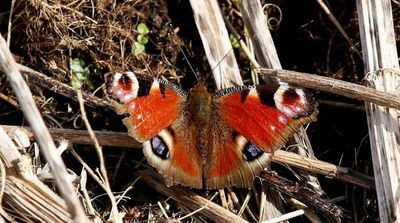 Butterflies in UK Struggle to Survive in Warm Autumns