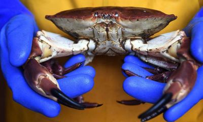 Much of Scottish crab and lobster is ‘fish to avoid’, says sustainable seafood guide