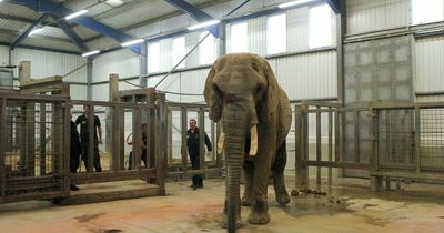 Paignton Zoo will no longer be home to elephants after beloved animals die