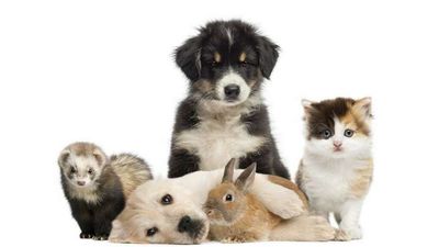 Brickbat: Dog Gone