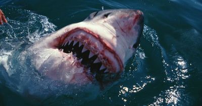 Great white shark kills two swimmers as mutilated body washes up onto beach