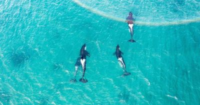 Incredible image of pod of orcas swimming through a rainbow off Shetland