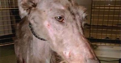 Police called to reports of a dog “screaming” found an emaciated lurcher close to death