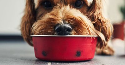 Nine toxic foods that can be fatal if eaten by dogs, expert warns