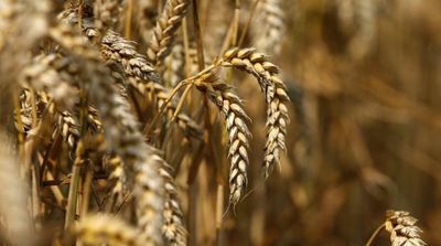 Imports Deal to Boost Saudi Arabia’s Strategic Wheat Stockpiles