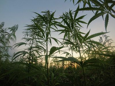 Flora Growth's JustBrands Named Director To US Hemp Roundtable