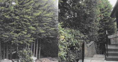 Scots couple win fight to have neighbours' 36ft hedge chopped after 'energy bills soar'