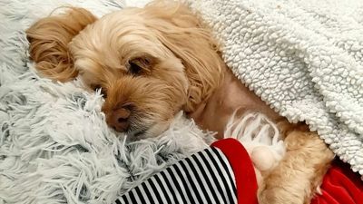 American Doctor Flew With His Sick Dog 8,000 Miles To The UK And Back For Life-Saving Heart Surgery