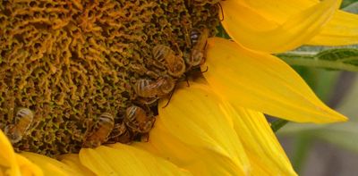 Planting mixes of flowers around farm fields helps keep bees healthy