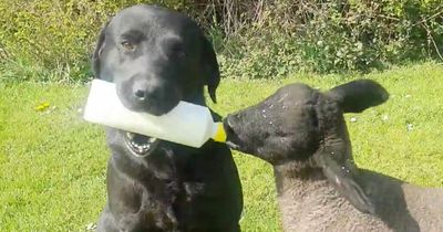 Ted the farm dog feeds orphaned lamb Frank milk to help his struggling mother