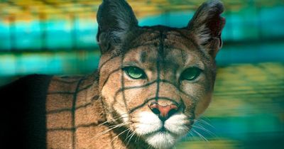 Ukraine zoo boss says they will put ALL their animals down after Russian shelling
