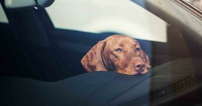 'Extremely dangerous and concerning' trend could see drivers hit with huge fines