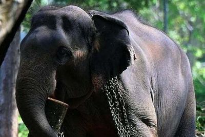 Zoo in Devon will no longer keep elephants as it cannot meet their needs