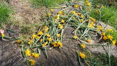 Council Branded ‘Bonkers’ For Cutting Down Daffodils In ‘Daffodil Walk’ Claiming They Are Poisonous