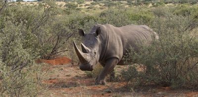 How legal hunting supports African rhino conservation