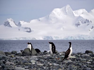 British charity on hunt for team to help count penguins in Antarctica - here’s how to apply