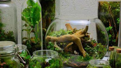 World In A Bottle: Creative British Man Makes Beautiful Self Contained Sealed Glass Ecosystems
