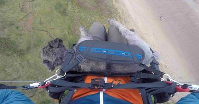 Stan the flying dog has no fear paragliding with his owner - and just enjoys the view