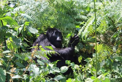 How Uganda’s endangered mountain gorillas survived the pandemic