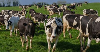 Waitrose gives cows freedom to choose whether to graze in meadows or stay indoors