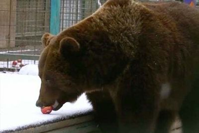 Ukraine zoo may have to kill animals amid fears Russian shelling could let them escape