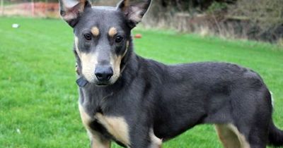 Neglected pup who grew up shut inside barn has now waited longer for adoption than any other dog in Wales
