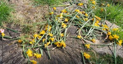 Council called 'bonkers' for cutting down 1,000 daffodils in park over safety fears