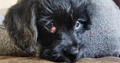 Puppy with 'lots of love and kisses to give' overlooked because of eye growth
