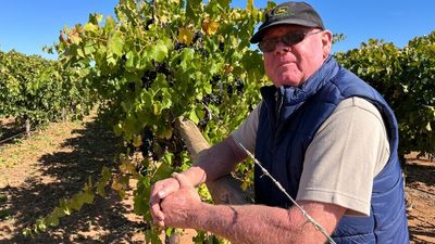 Red wine grapes left to rot as China trade dispute leads to oversupply in Sunraysia