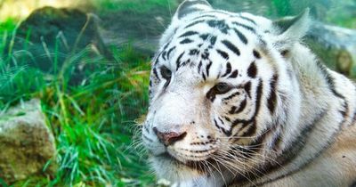 Ukraine zoo boss says ALL their animals will be put down after Russian shelling