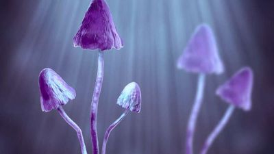 Under Oregon's Proposed Rules, Legal Psilocybin Will Be All-Natural, Organic, and GMO-Free