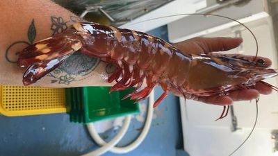 Easter seafood prices tipped to rise as industry faces low supplies