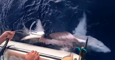 Fishermen catch huge shark - only to discover it's been eaten by something even bigger